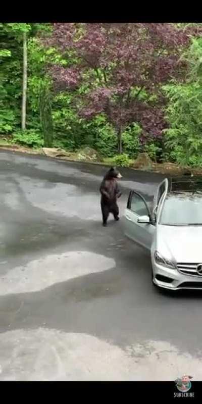 Bear in legit wtf mode after opening car door.