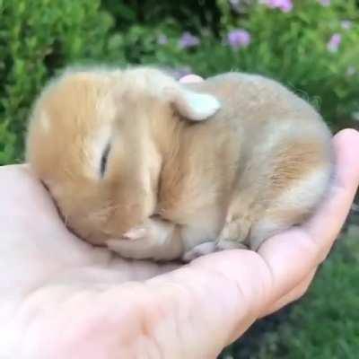 Bunny bleach