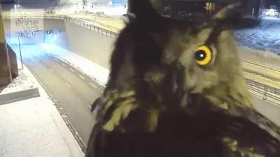 🔥 An eagle owl checks out a traffic cam