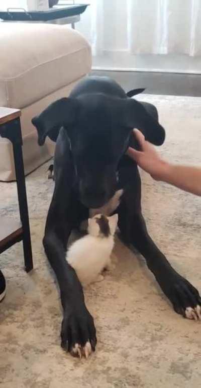 Great Dane meets rescue kitten