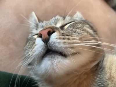 Khajiit talking in his sleep