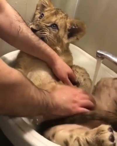 You give me bath, I give you bath with smol bite.