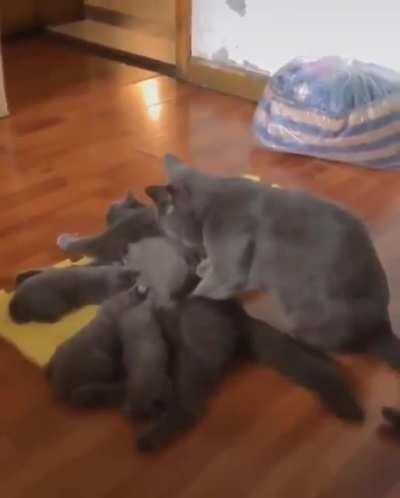 This father cat rubbing the mom cat during kitten feeding time !!! Now that support