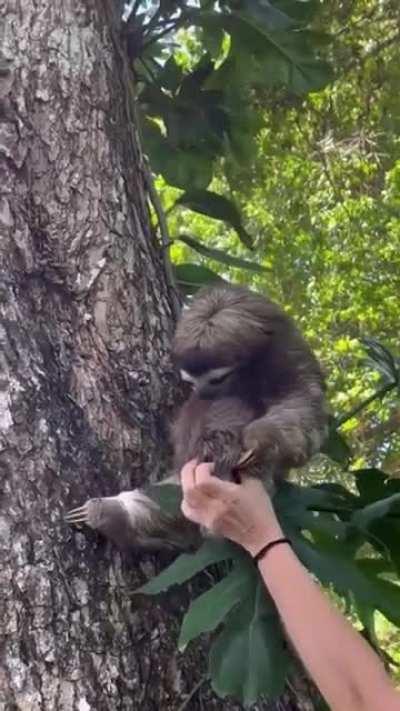 Baby sloth being reunited with mother