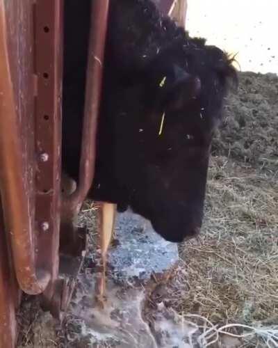 removal of Abscess from cow