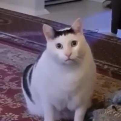 Chonkt