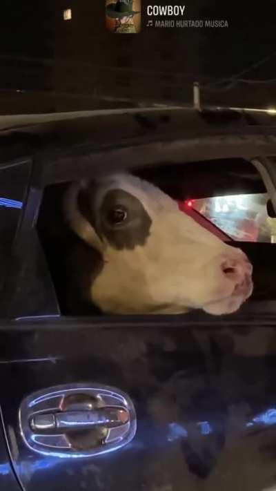 Cow riding a prius in Mongolia