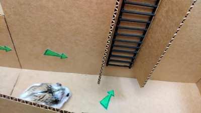 Hamster escapes from an awesome little maze