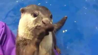 Otter showing human how to pet him.