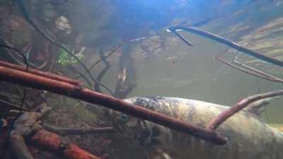 Creek of the Living Dead: Salmon at the end of their lifespan