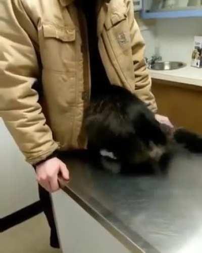 Nervous kitty finding a comforting place while at the vet