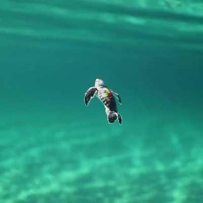 🔥 Baby Loggerhead Sea Turtle...........