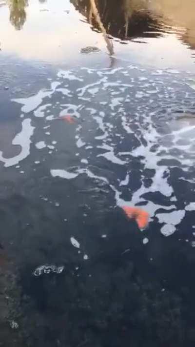 Burning Bubbles on water