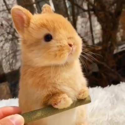 Fluffy little bunny