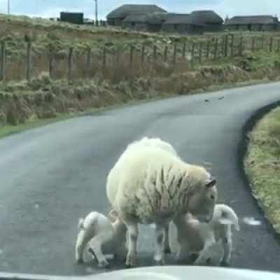 This roadblock in Scotland.