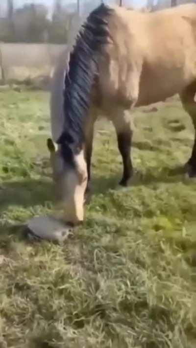 Dog and horse