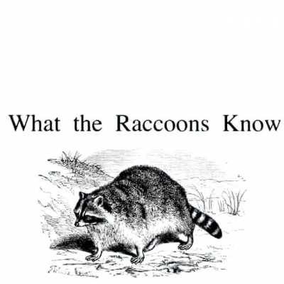 Raccoon Knowledge Explained