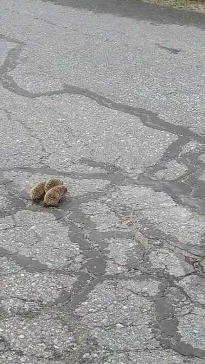 A hedgehog family in Finland