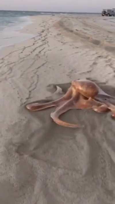 Octopus late for work