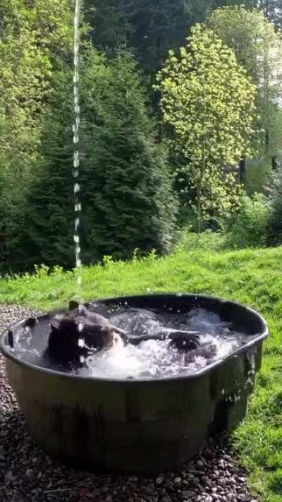 🔥 Bear enjoying a good bath 🔥