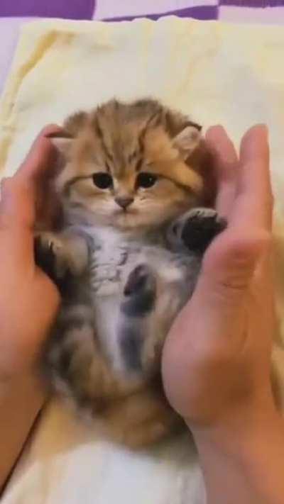 Cute Kitten Who Want some?