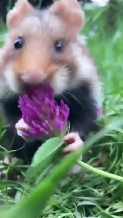 Have you ever seen a wild hamster?