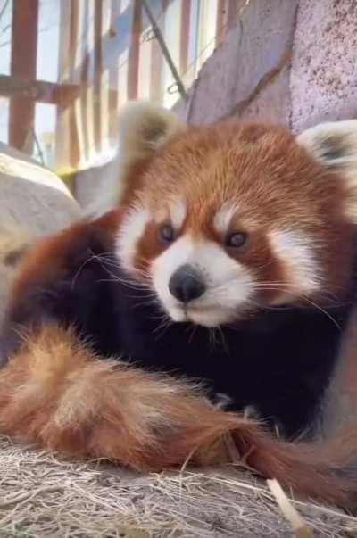 Red panda makes adorable sounds (Volume on)