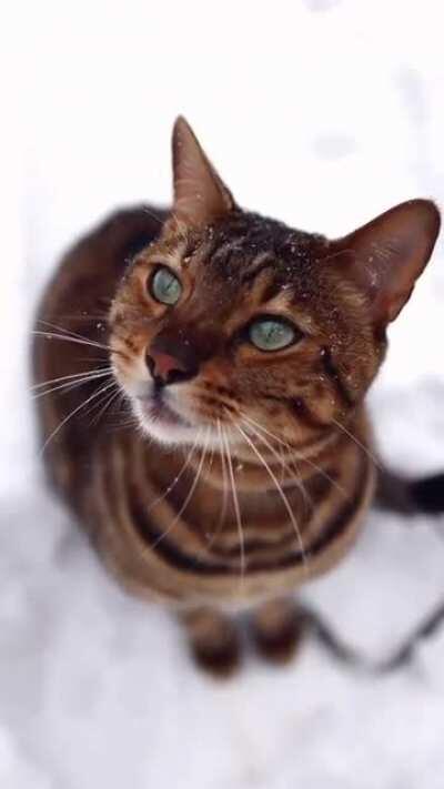 Kitty’s first snowfall