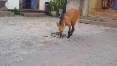 🔥 Maned Wolf being fed by local town people in Minas Gerais Brazil