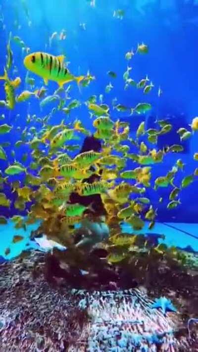 Fishes follows the diver with amazing sight.