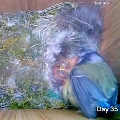 The Eurasian blue tit birds incredible nest formation and breeding cycle.