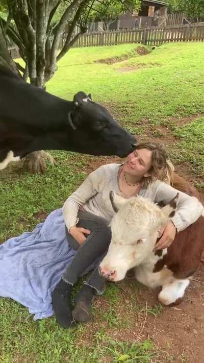 We don't deserve cows