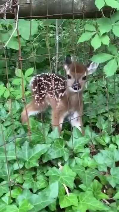 So cute baby Bambi.