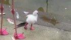 Baby flamingo learning to stand on one leg