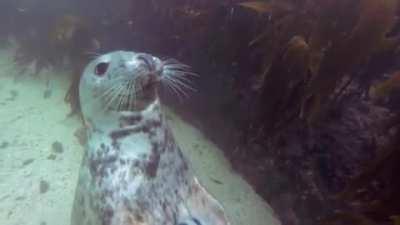 🔥 Friendly Seal gets some belly rubbs