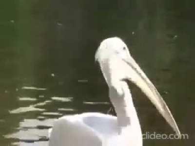 This pelican eating a pigeon!