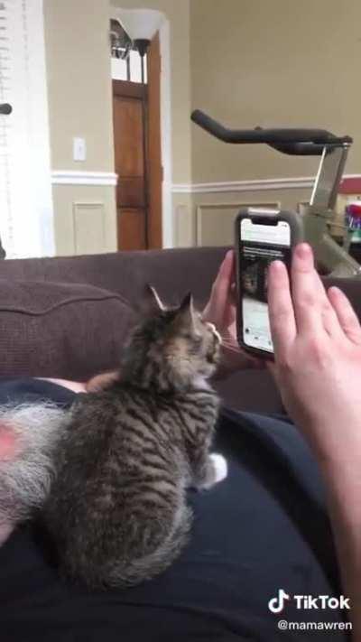 Cat won’t let man scroll through Facebook