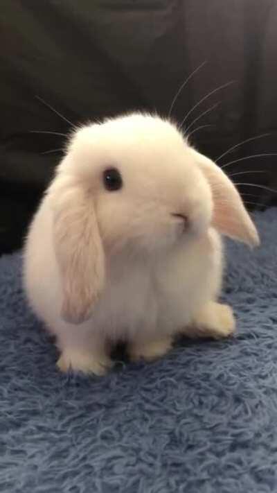 Binky the Mini Lop