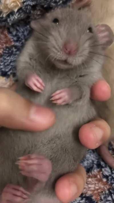 Scientists know that rats like to have their bellies tickled, so they used that as basis for testing happiness in rats. They found out that the ears of rats undergoing tickling became droopier and pinker - subtle signs of being relaxed and happy.