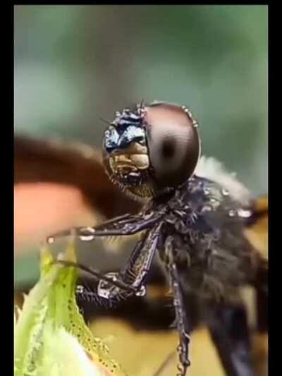 🔥 Dragonfly wiping water droplets off it's face