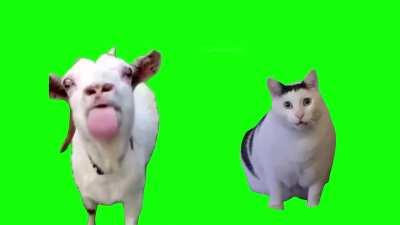 [GREEN SCREEN] Goat talking to clueless Huh Cat Meme Template