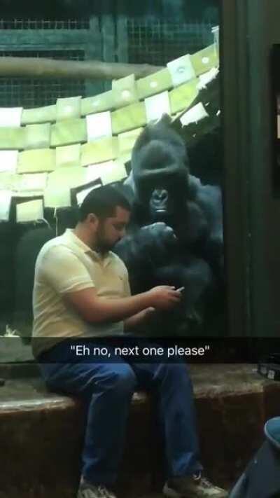 Dude was showing the gorilla pictures of female gorillas and he for real is like &quot;next one please&quot;