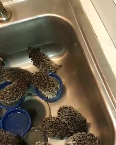 A sink full of hairbrushes getting a bath.