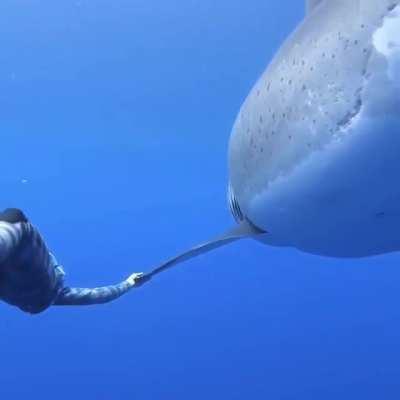 Swimming with great white shark.