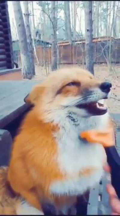 Fox gets brushed