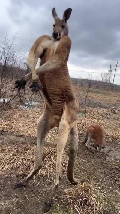 Kangaroo flexing muscles to attract females