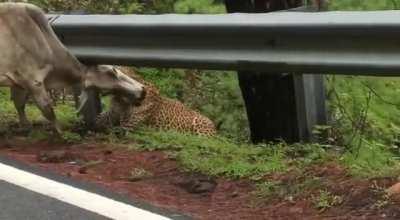 Leopard makes excellent use of Highway Crash Barrier