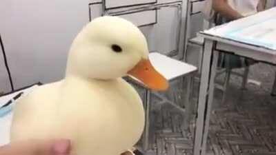 Smooth duck