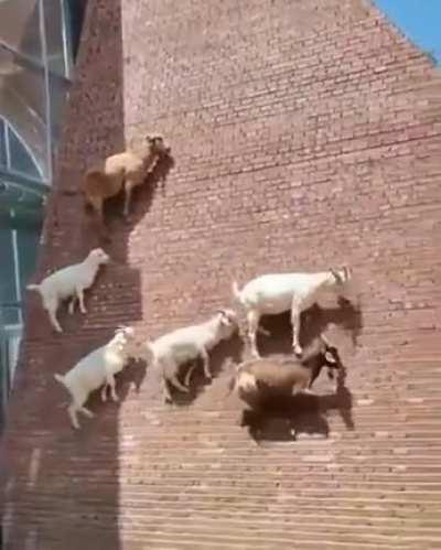 🔥 The ability of these goats to scale such a sheer wall is mindblowing every time I see it.