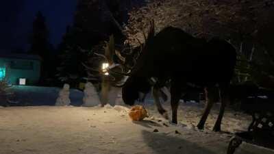 The end of decorative gourd season